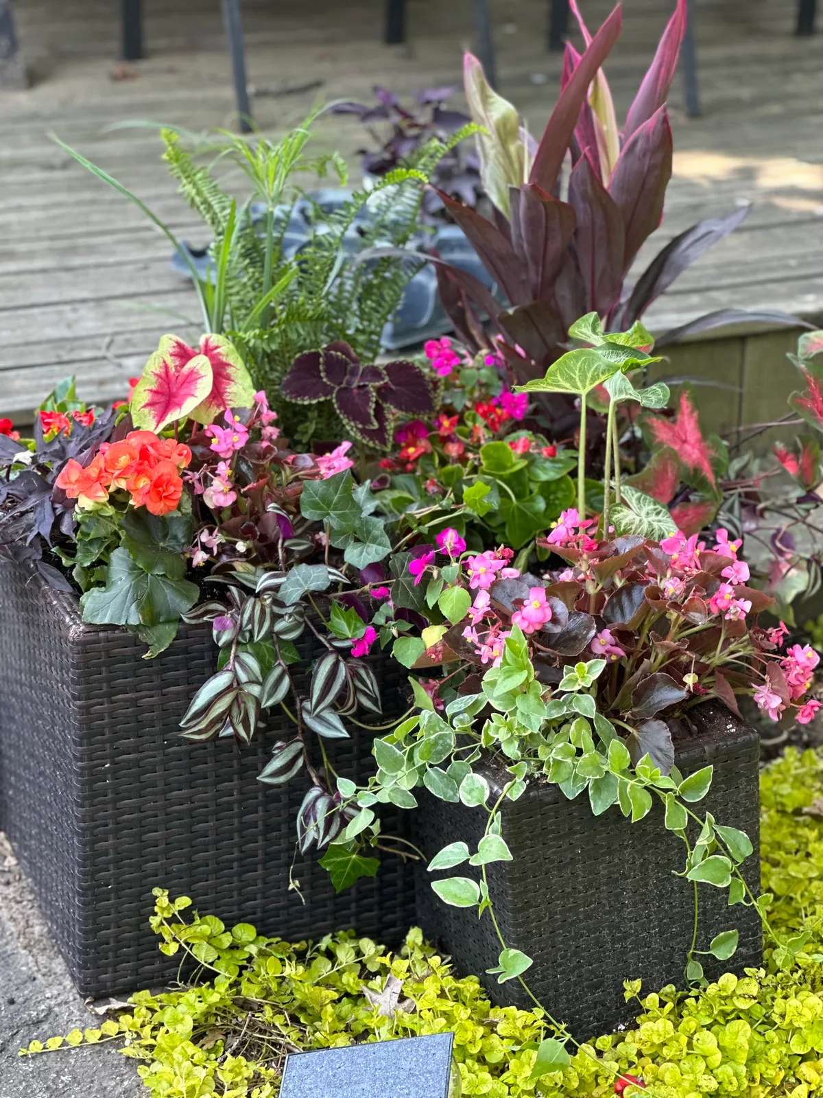 Professional plant installation